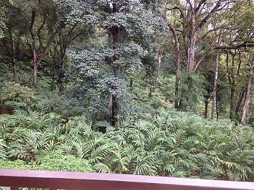 Bed & Breakfast Spice Jungle Resort Munnar